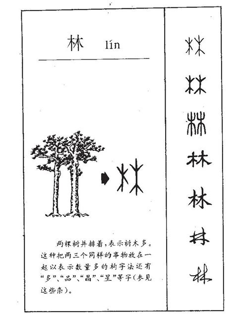 林字五行|林字五行属什么